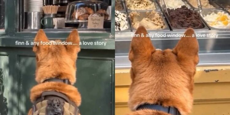 Dog Stops at Every Window That Has Food on Display