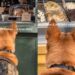 Dog Stops at Every Window That Has Food on Display