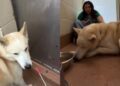 Shelter Dog Cries ‘Mama’ at Kennel Door After Being Surrendered & Finds Comfort in a Stranger